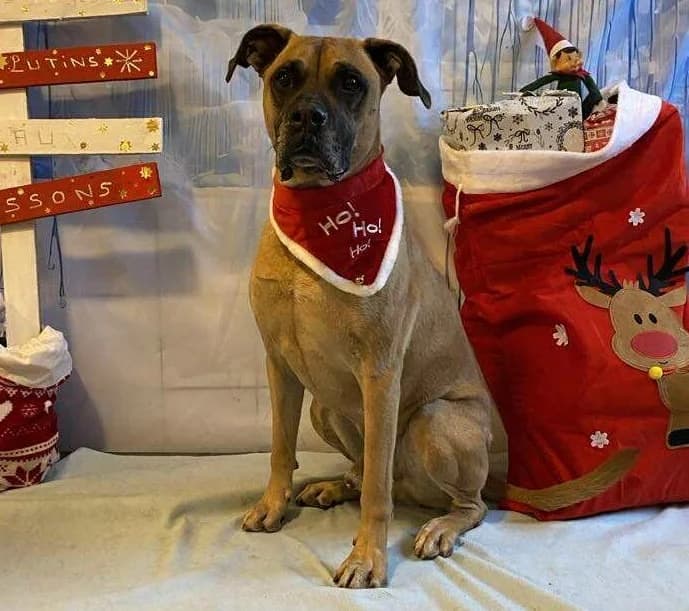 FALCO CHAO, Mixed Breed (SPA Chamarande)