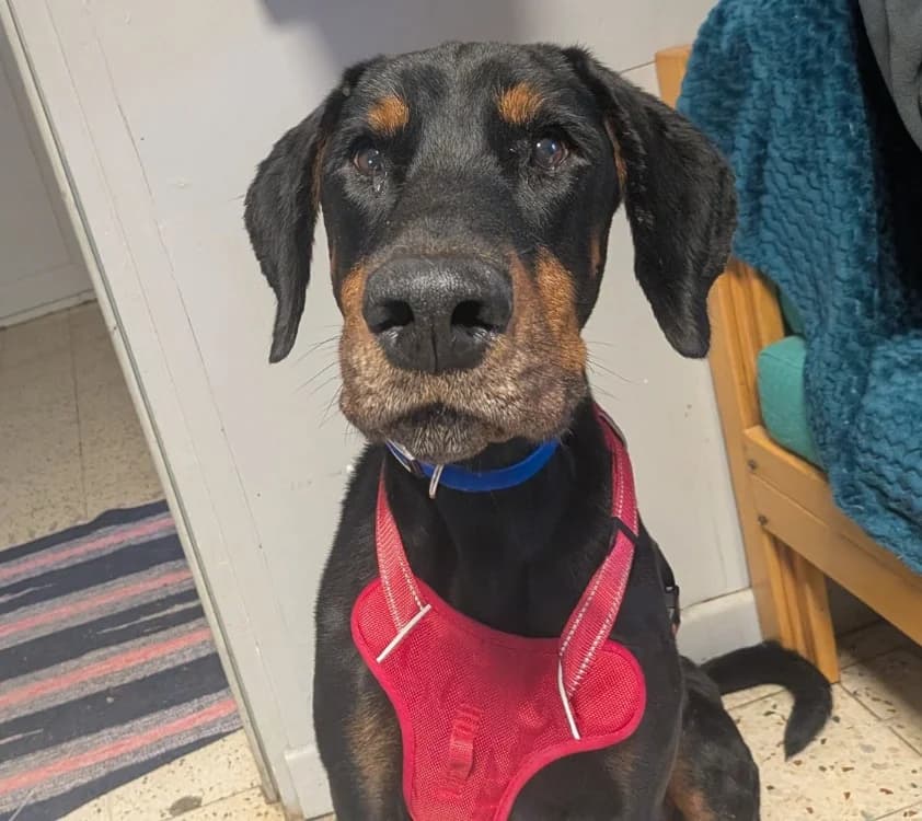 PIKE, Doberman (SPA Laon)