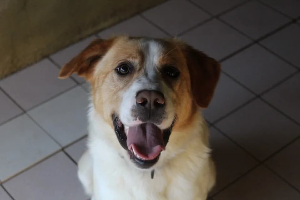 AUSTIN, male mixed breed for adoption at SPA La Roche-sur-Yon, Roche Sur Yon