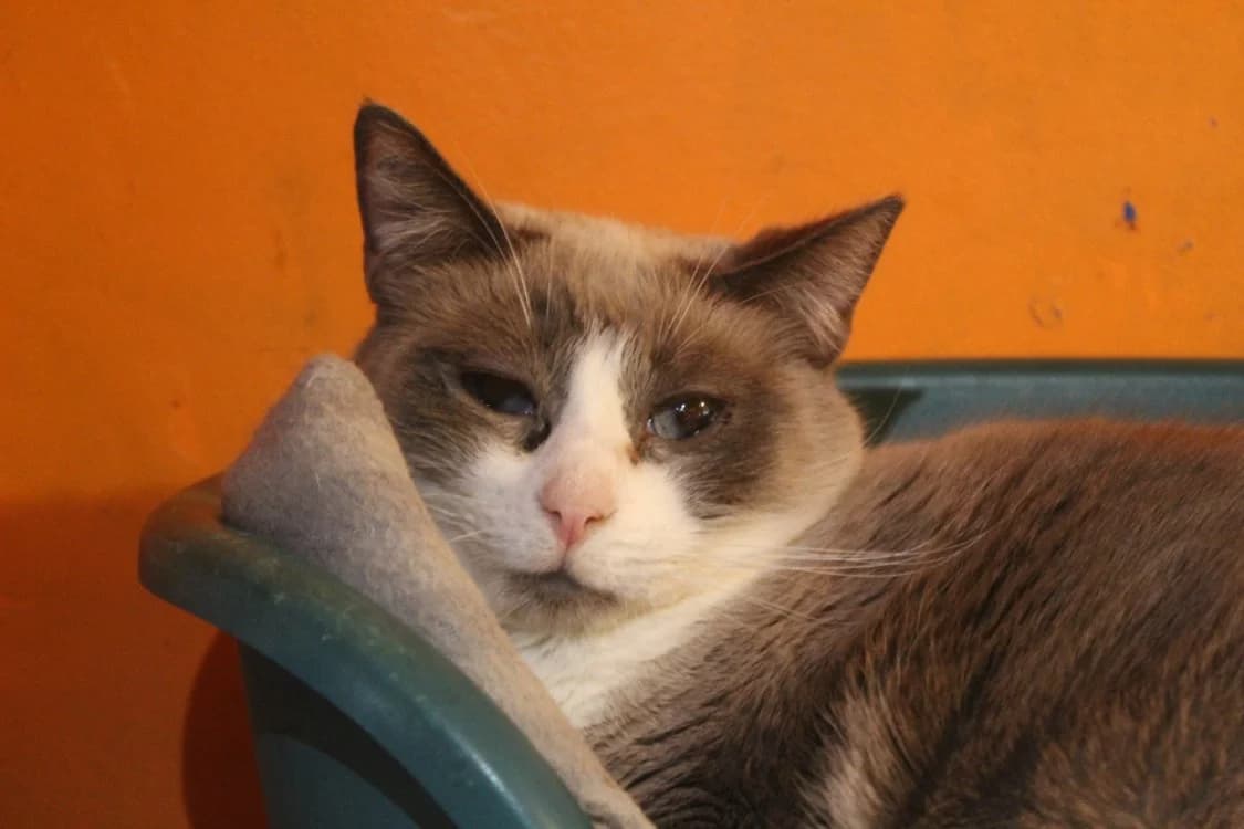 frimousse, female mixed breed for adoption at Chameyrat), Tulle