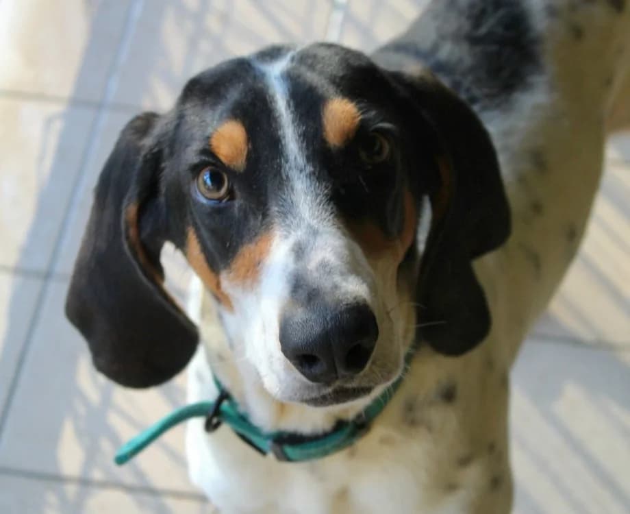 Noupy, unknown male mixed breed for adoption at SPA Beaurepaire-en-Bresse, Beaurepaire