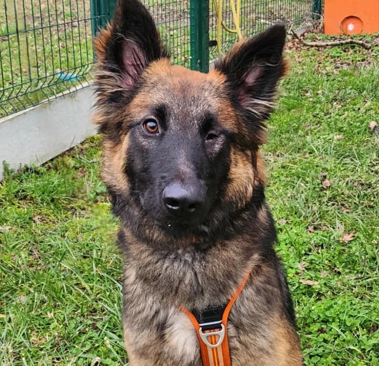 THANOS, Belgian Tervuren (SPA Tours (Luynes))