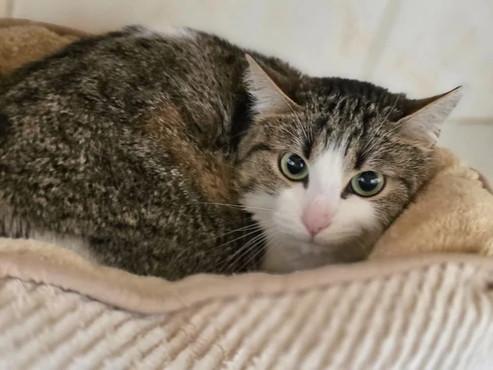 Youpi, female mixed breed for adoption at Lyon