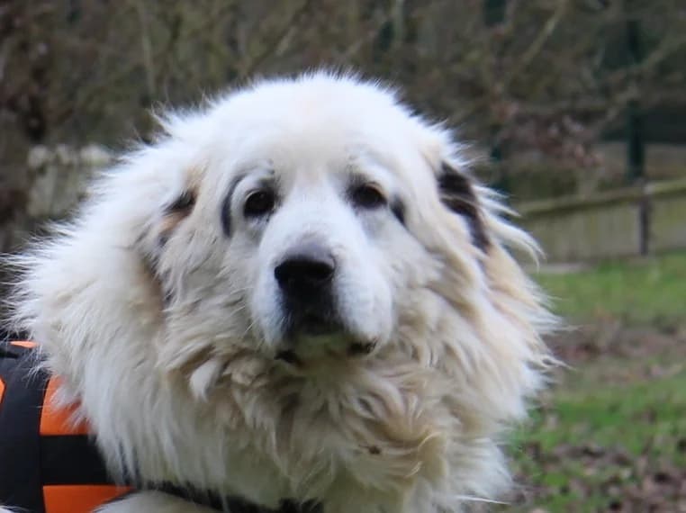PILOU,  (SPA Mirepoix)