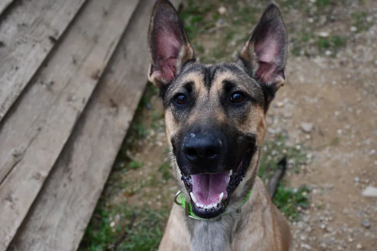 Pluto, Mixed Breed (SPA Perpignan)