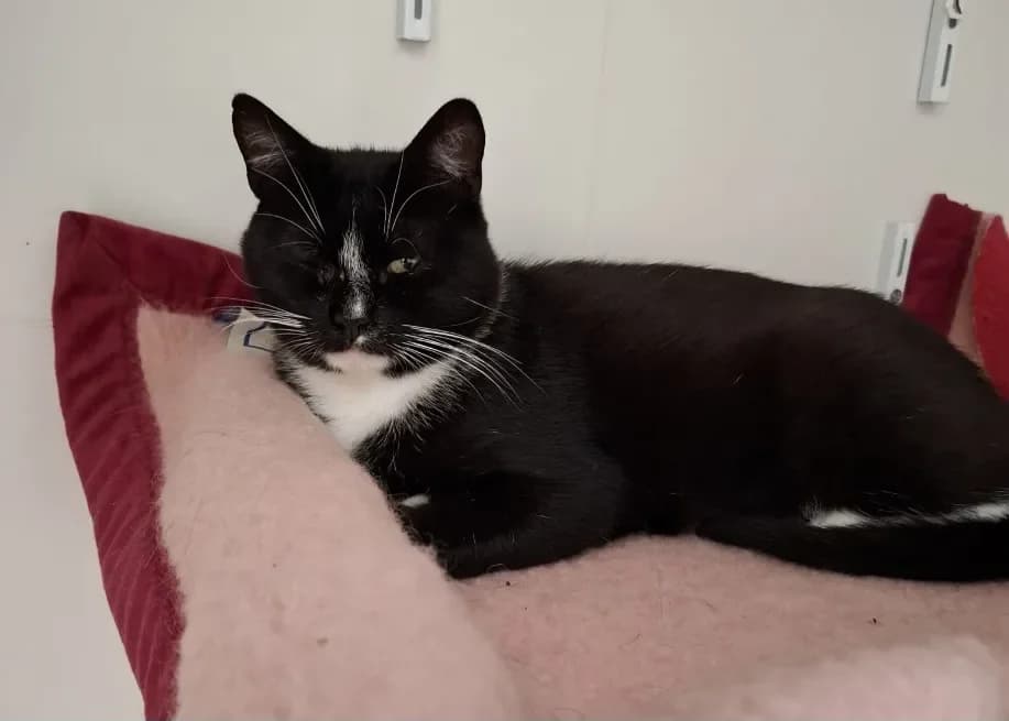 FRANCIS, unknown male mixed breed for adoption at SPA France, Paris — photo 2 of 2