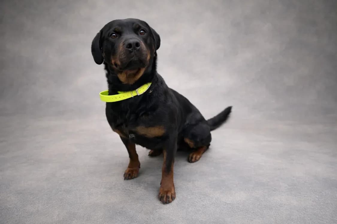 RUBY réservée photo 2