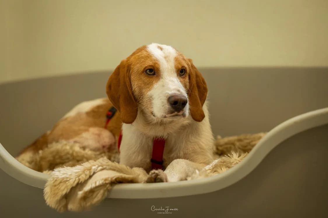 RUNNER, male mixed breed for adoption at SPA Rennes, Rennes