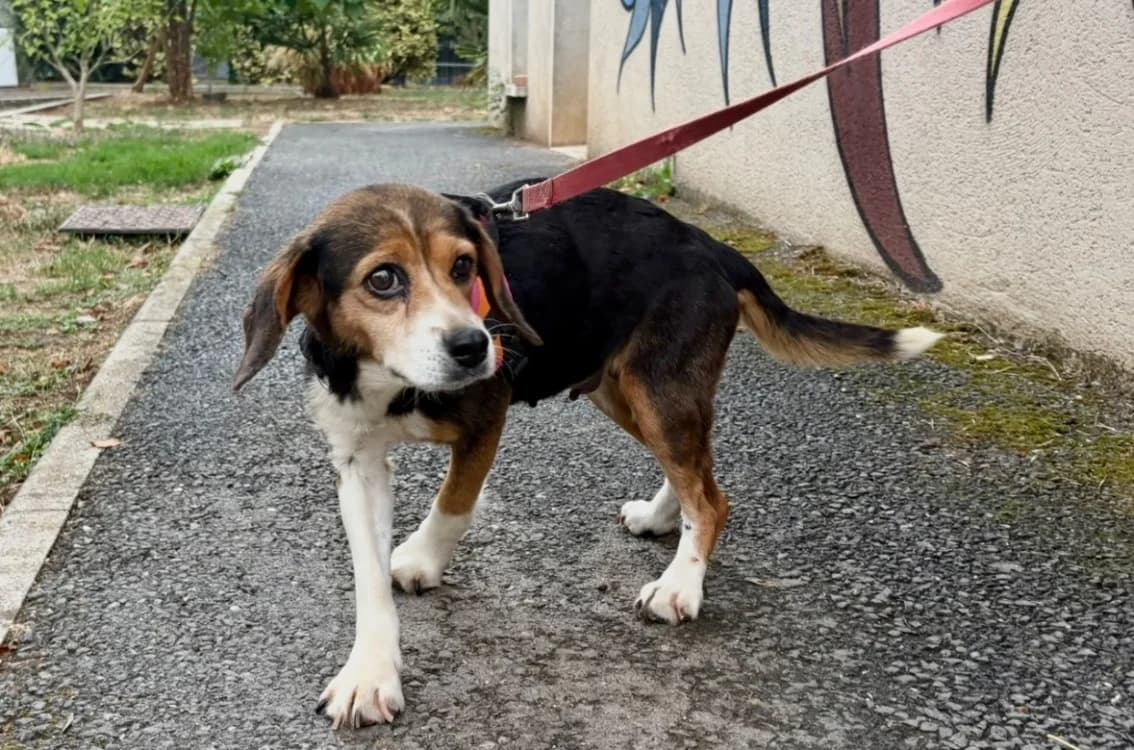 Pastille( réservée), female Beagle for adoption at SPA Albi (Le Garric), Albi