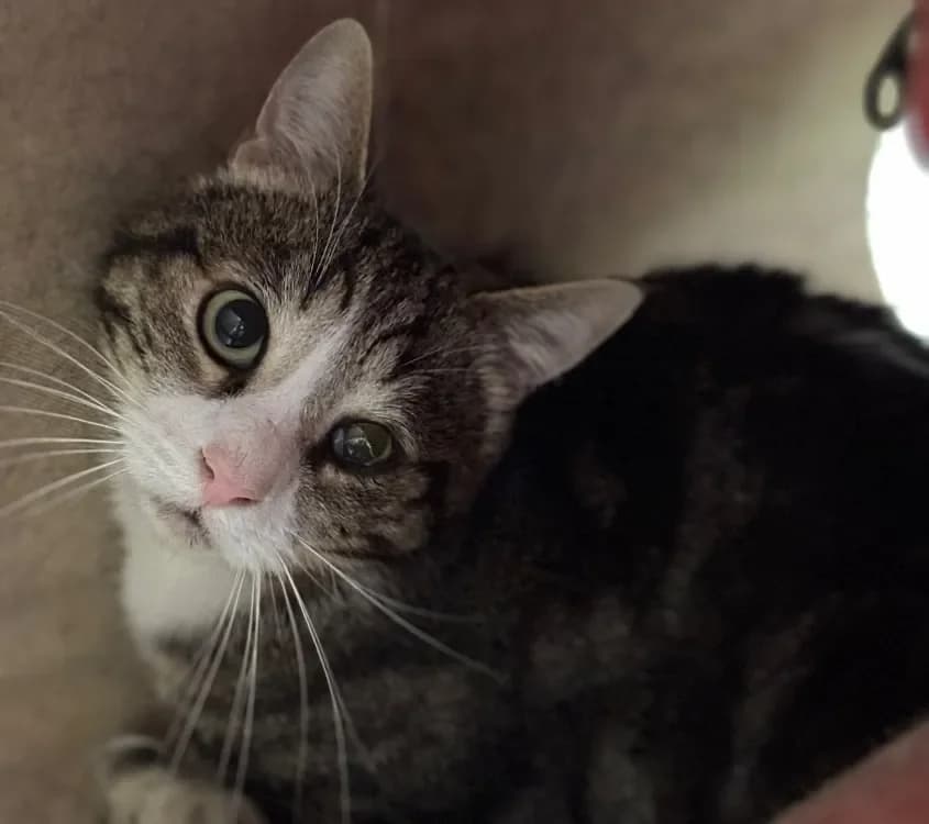 BELIN SOS URGENT photo 2