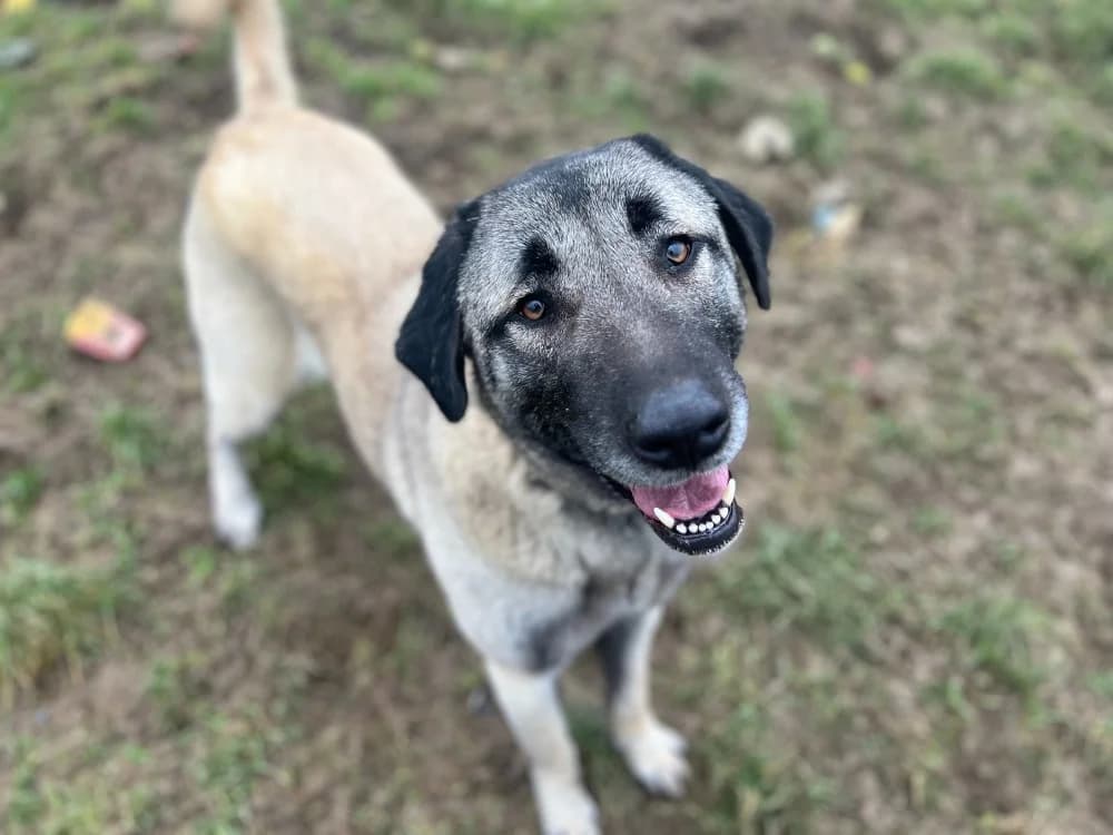 TAIHINA, female mixed breed for adoption at Arry