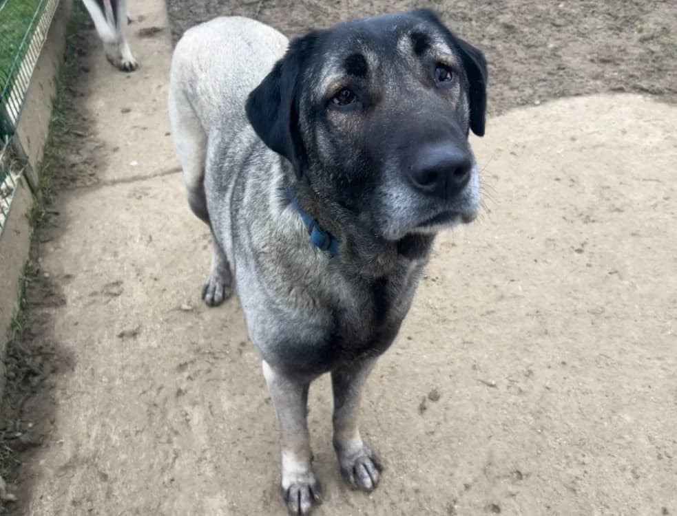 TINA, female mixed breed for adoption at Gerhard Cramer), Arry