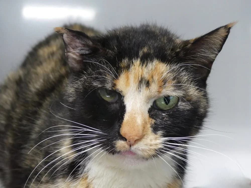 GALLERIA, female 3yo mixed breed for adoption at Maubert-Fontaine), Ardennes