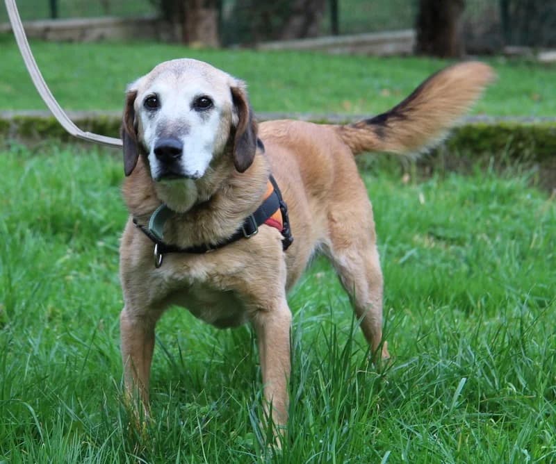 PONGO, Mixed Breed (SPA Mirepoix)