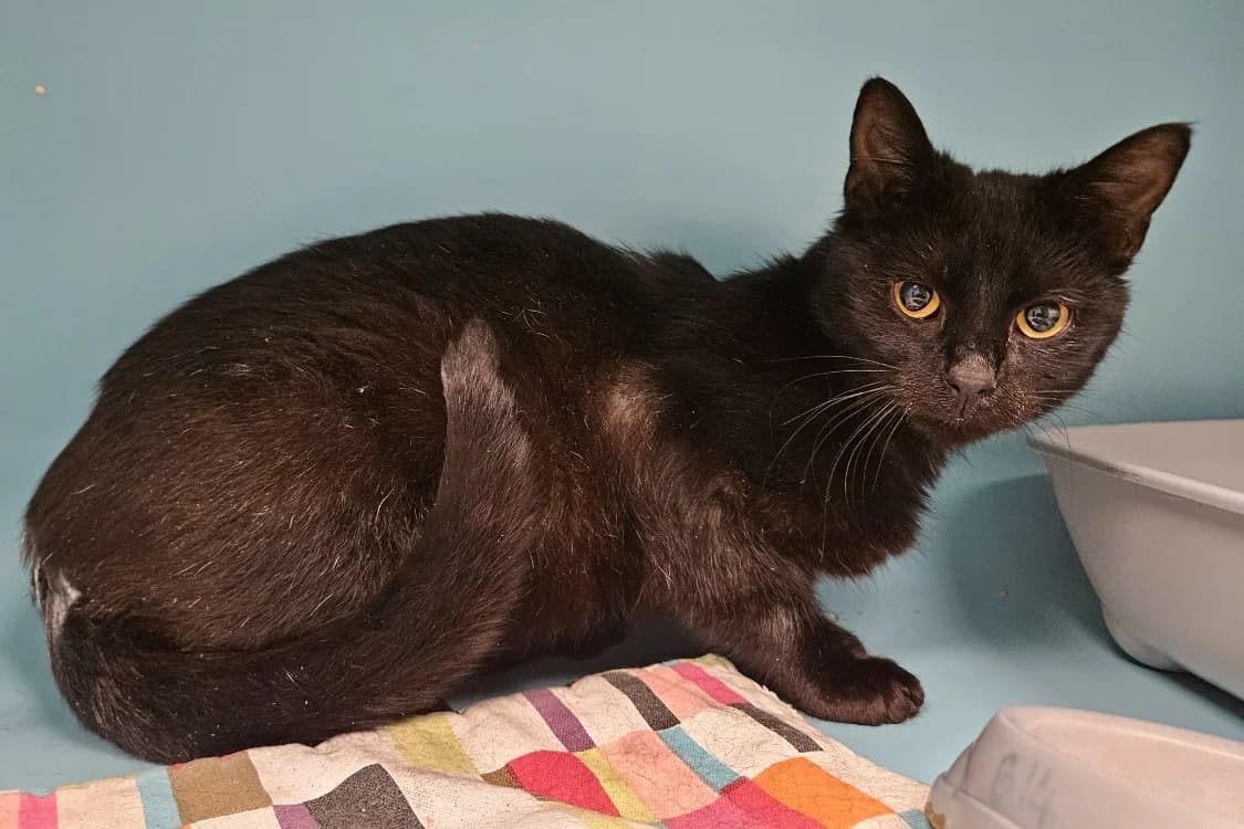 JACOB, unknown male mixed breed for adoption at SPA Rennes, Rennes