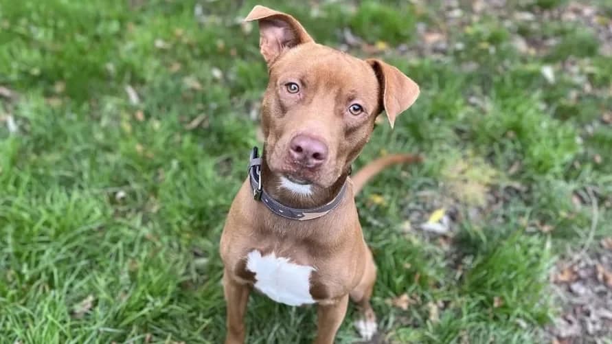 KAIRO HAA24700 photo 2