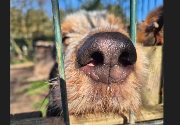DOBBY, male Mixed Breed for adoption at De Marsan