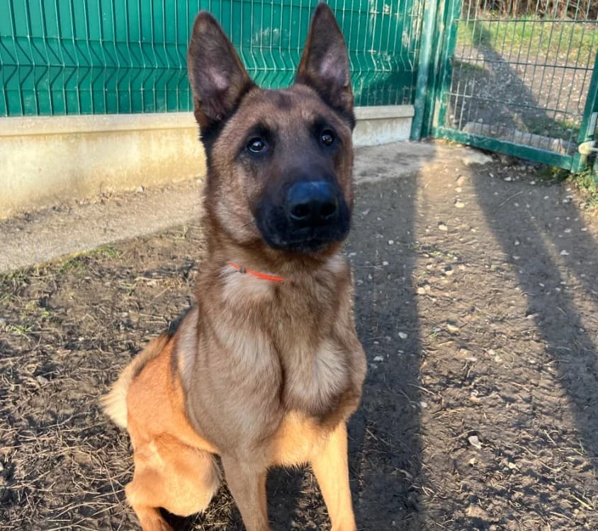 CAMPEON, Belgian Malinois (Gerhard Cramer))