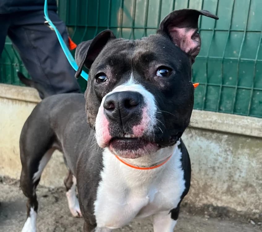 Raya, female American Staffordshire Terrier for adoption at Gerhard Cramer), Arry