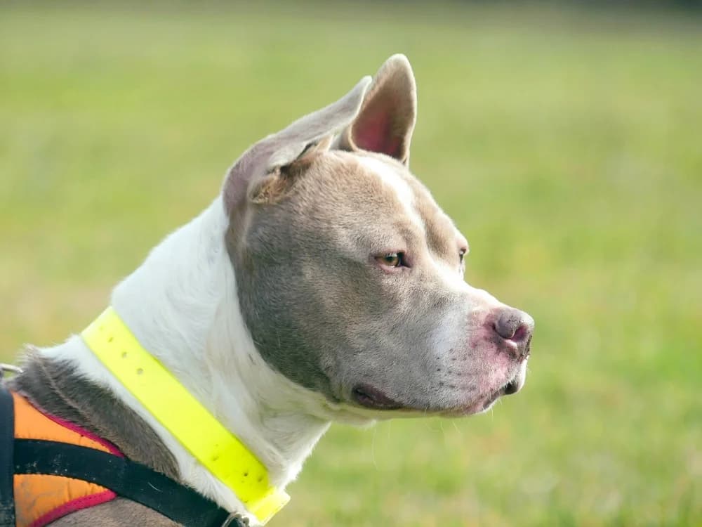 LUNA, unknown female mixed breed for adoption at Maubert-Fontaine), Ardennes
