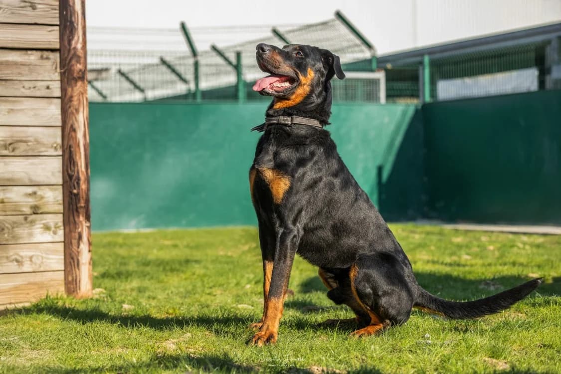 ROOKY, black male mixed breed for adoption at SPA Rennes, Rennes