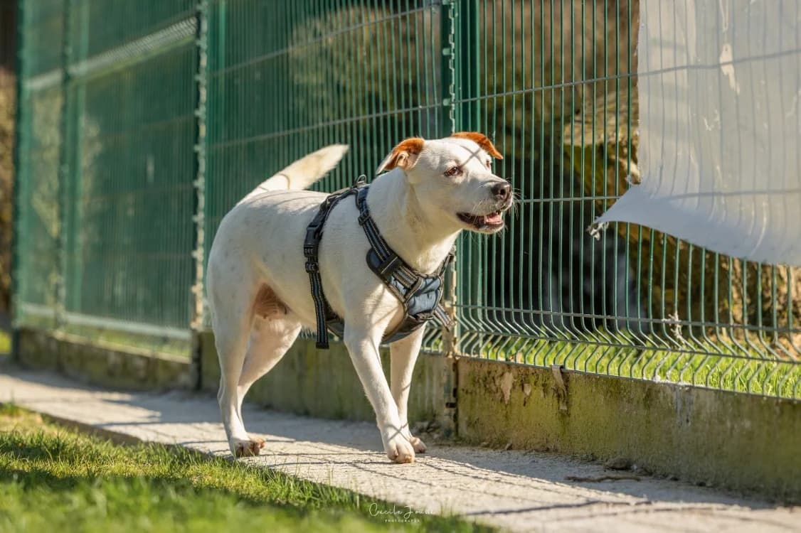 Waffle, Labrador Retriever (SPA Montluçon)