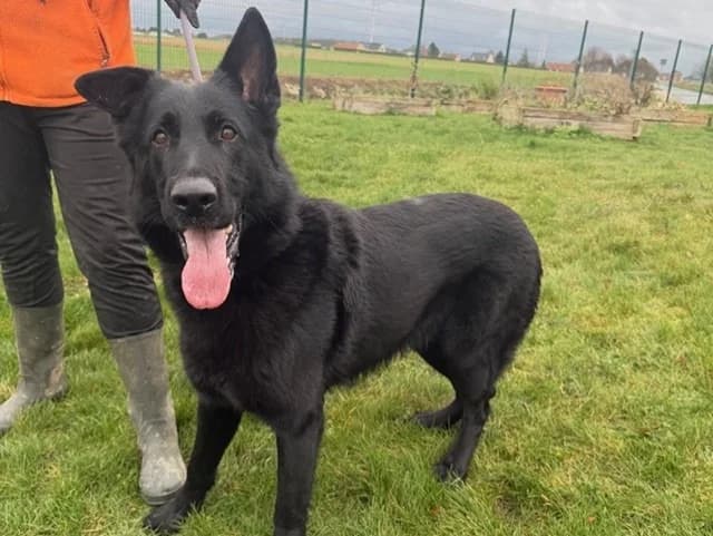 Sam, German Shepherd (Amiens))
