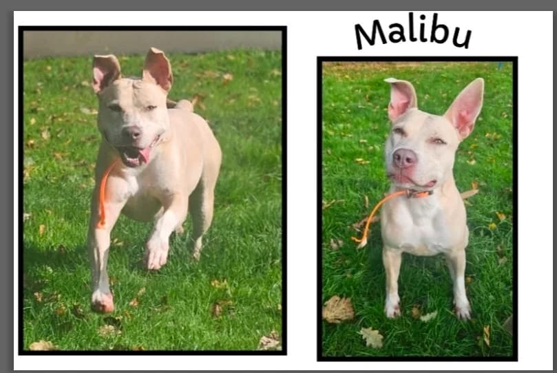 MALIBU, white_cream male Bull Terrier for adoption at Gerhard Cramer), Arry
