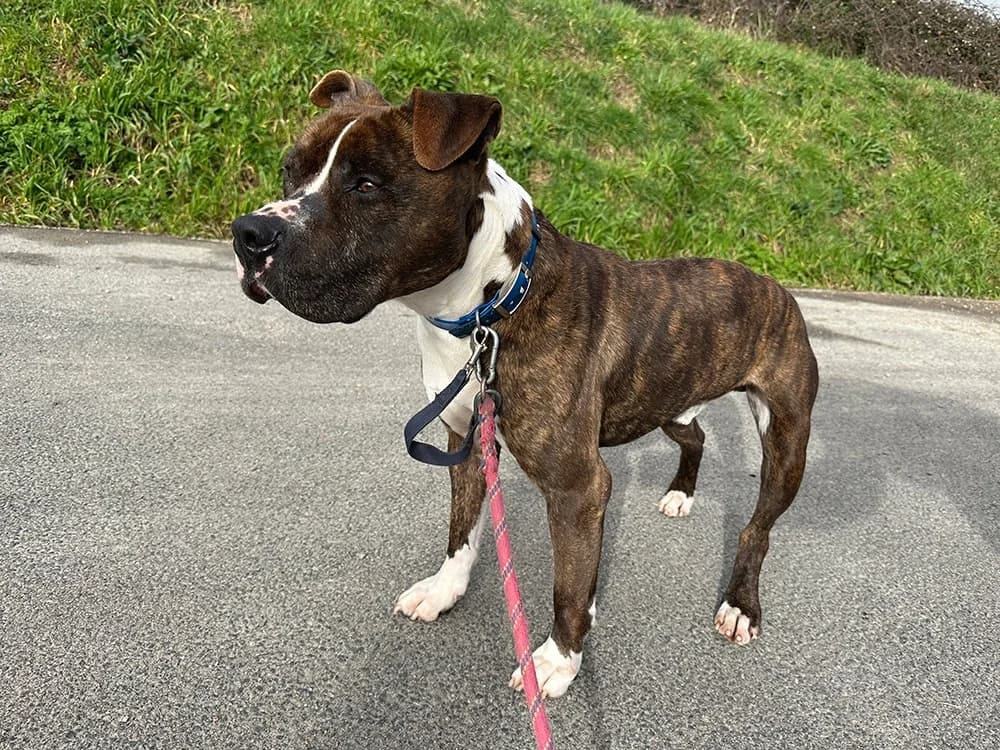 TYSON, male senior Staffordshire Bull Terrier for adoption at SPA Château-d'Olonne