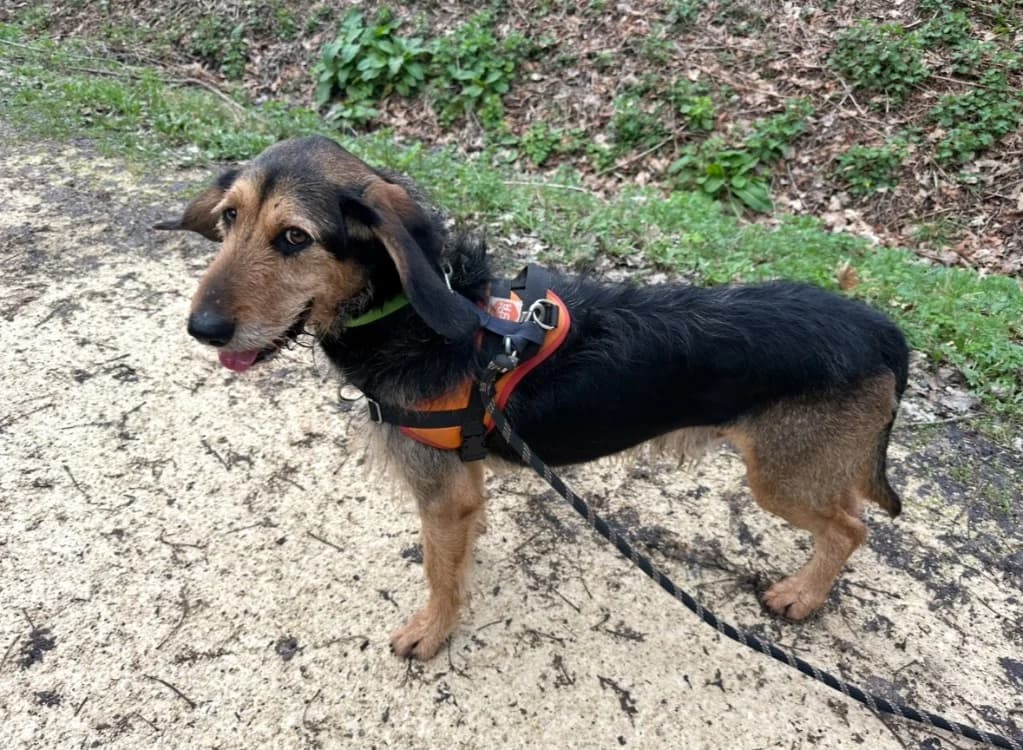 POKER, Mixed Breed (SPA Château-d'Olonne)