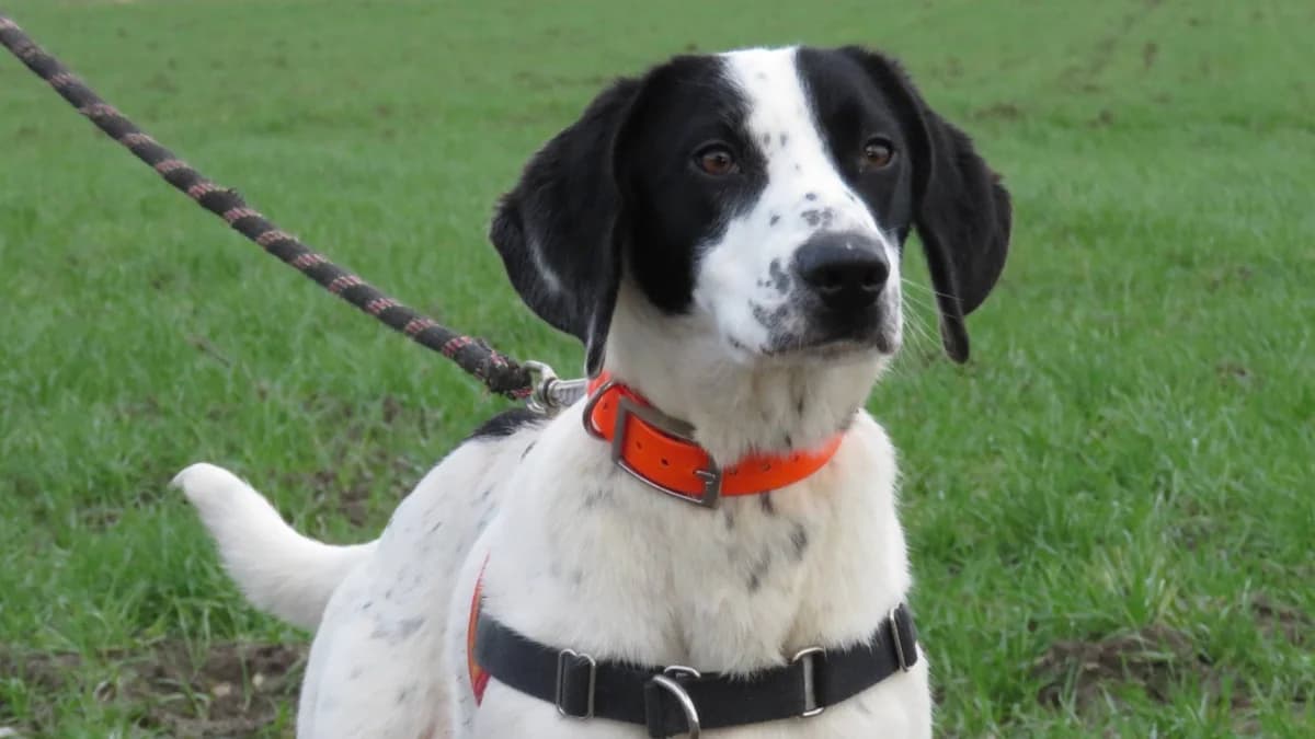 MOZART, black and white male Pointer for adoption at SPA Chilleurs-aux-Bois, Chilleurs