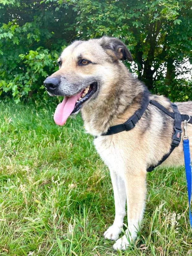 Solo, Mixed Breed (Fondation Brigitte Bardot)