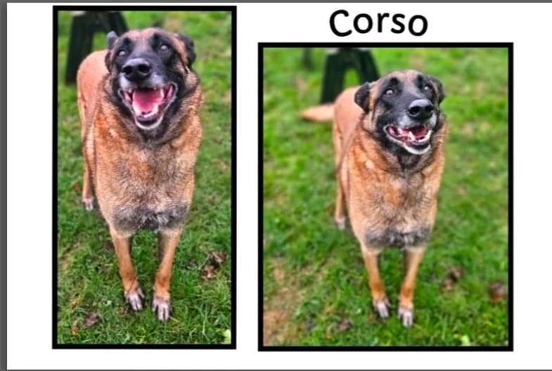 CORSO, Mixed Breed (SPA Cherbourg (Cotentin))