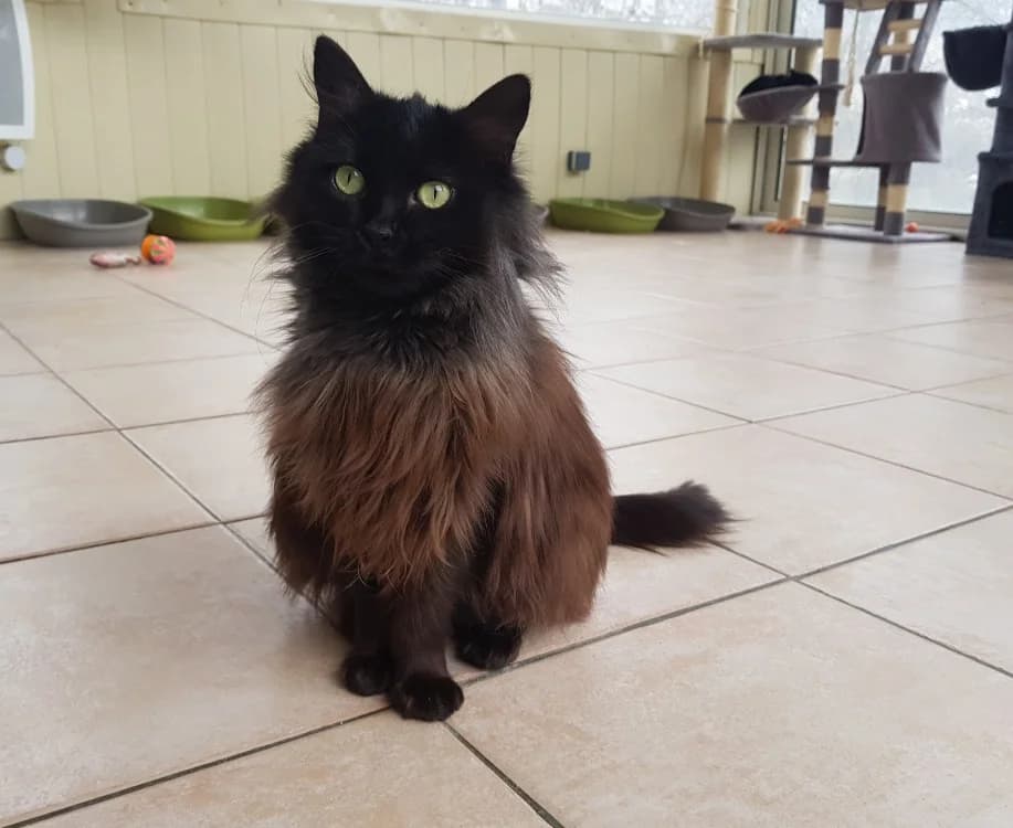 FREYA, female mixed breed for adoption at SPA Briançon, Briancon