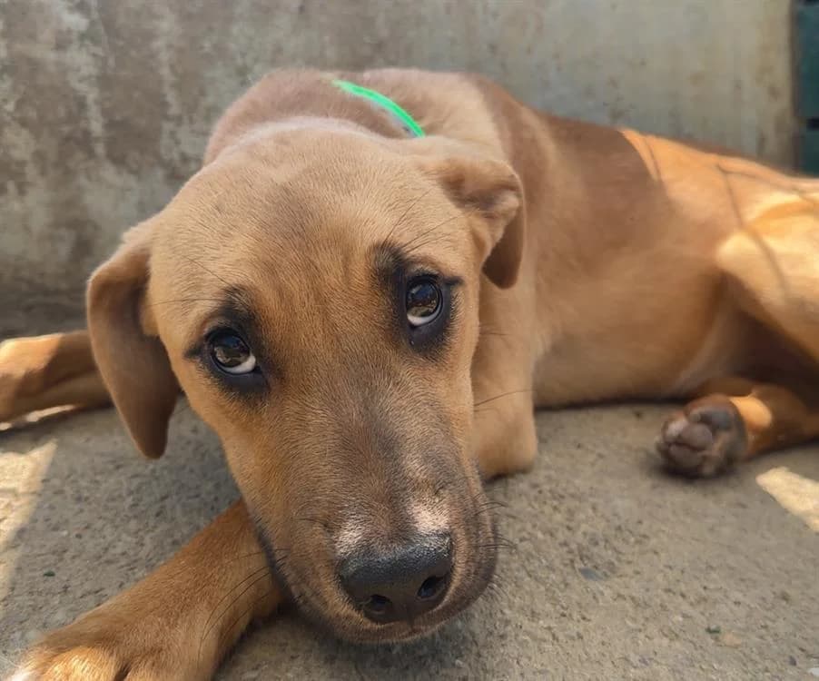 POMME, female mixed breed for adoption at Gerhard Cramer), Arry