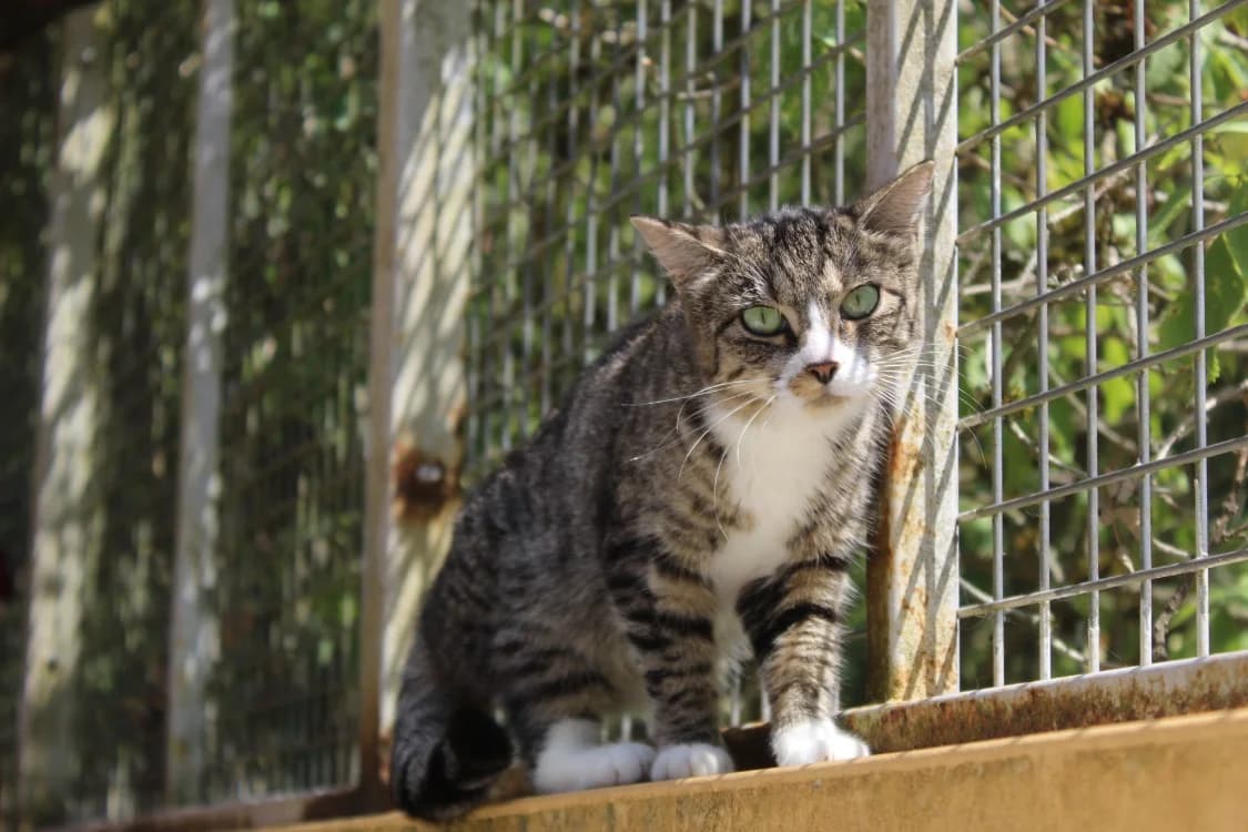 AMY, female mixed breed for adoption at Tulle