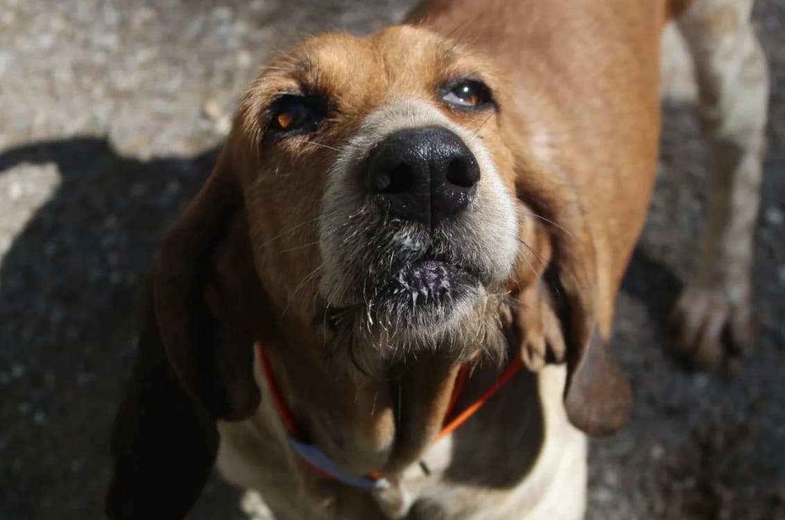 NINA, female mixed breed for adoption at SPA Chilleurs-aux-Bois, Chilleurs