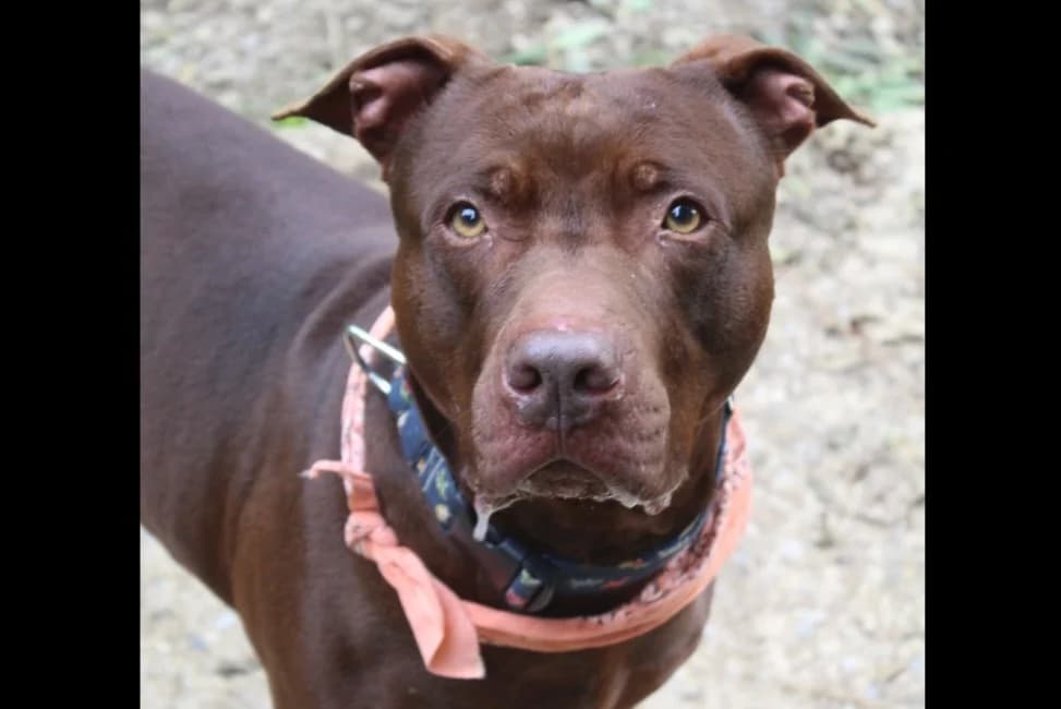 néron, male 6yo mixed breed for adoption at Chameyrat), Tulle