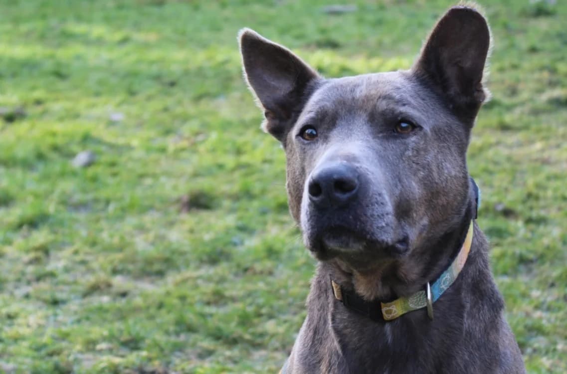 Natcho, Mixed Breed (Chameyrat))