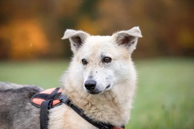 Astro, Mixed Breed (Fondation Brigitte Bardot)