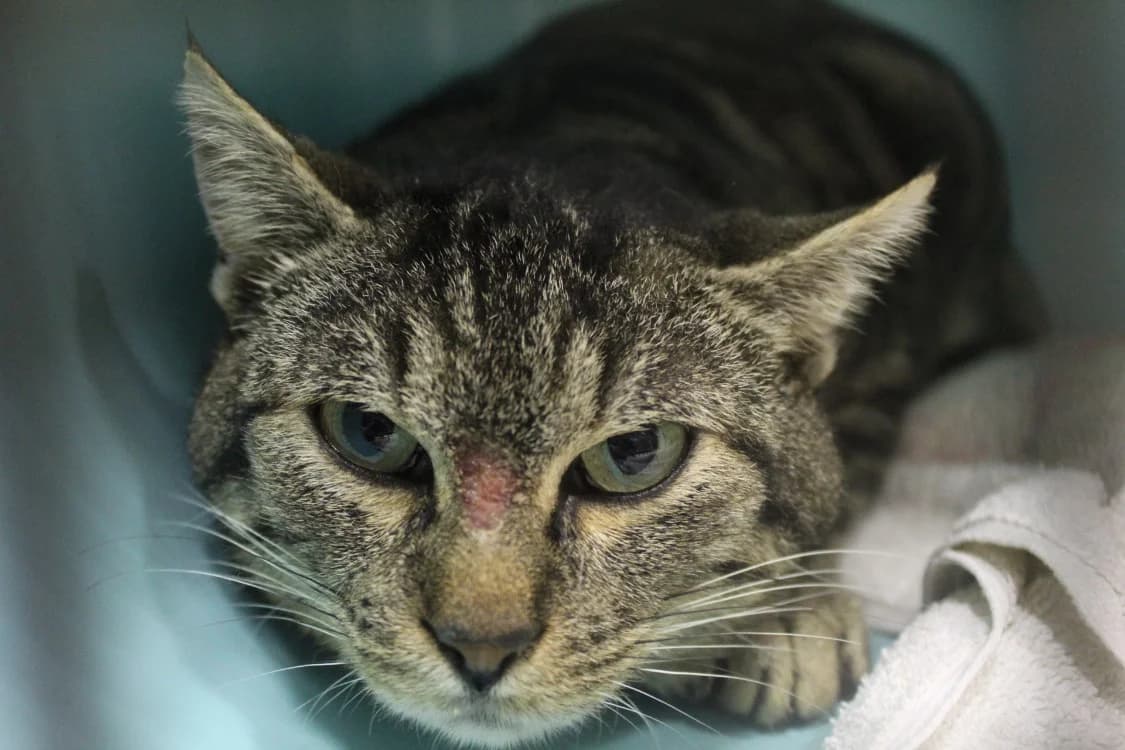 amiche, male mixed breed for adoption at Tulle