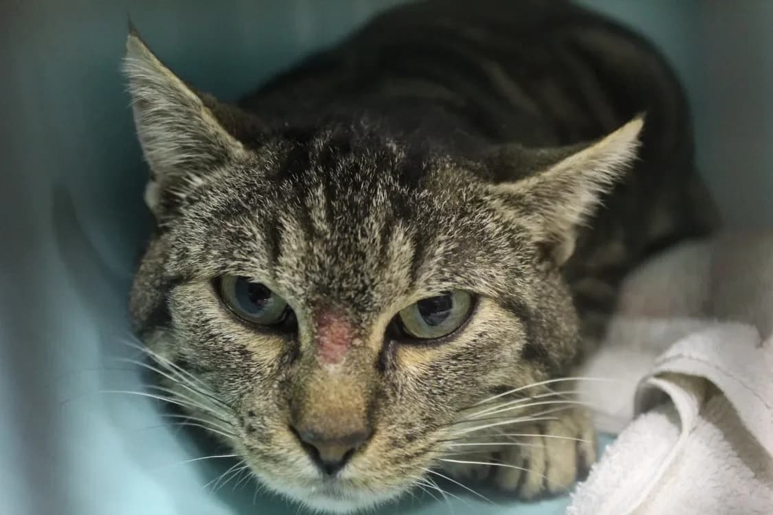 amiche, male mixed breed for adoption at Chameyrat), Tulle photo 2