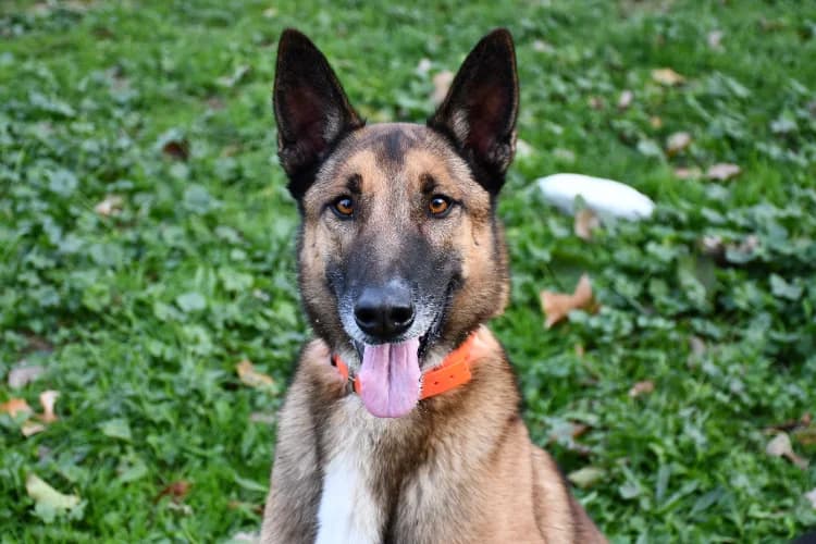 Tarot, male Belgian Malinois for adoption at Tulle