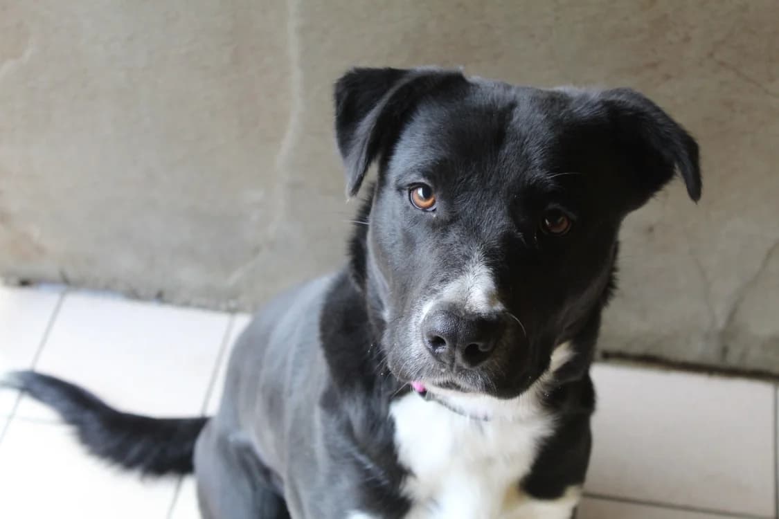 Balthazar, Labrador Retriever (SPA Saint-Omer)
