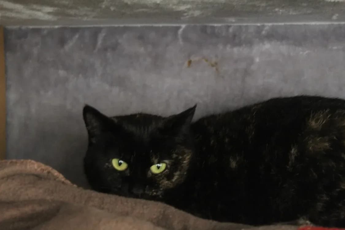 AMELIA, female mixed breed for adoption at Chameyrat), Tulle photo 2