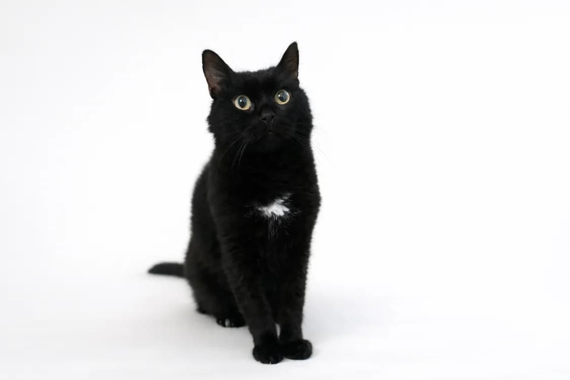 Oscar,  (Amiens))