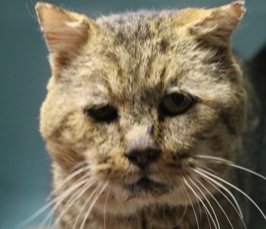 albus, male senior mixed breed for adoption at Chameyrat), Tulle