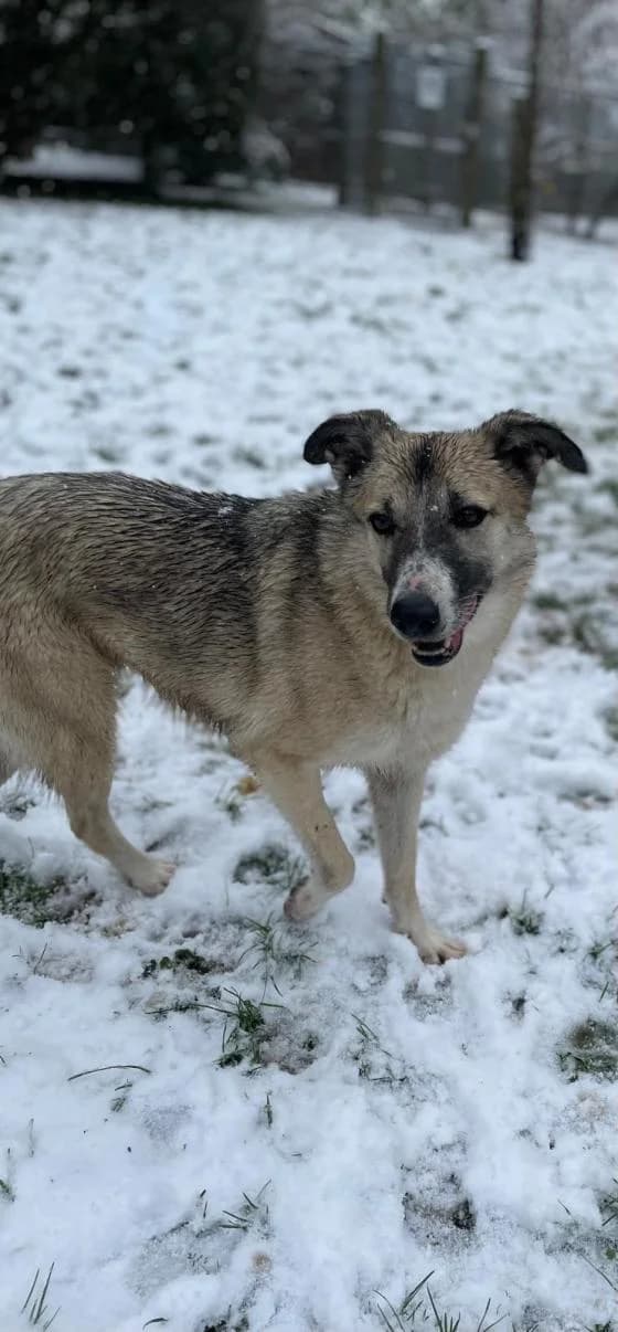 Roxy, Mixed Breed (Fondation Brigitte Bardot)