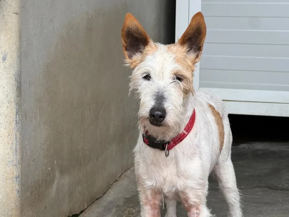 Lassie, female mixed breed for adoption at Le Bois Pinson), Bois Pinson photo 2