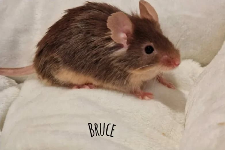 BRUCE, male mixed breed for adoption at Cherbourg